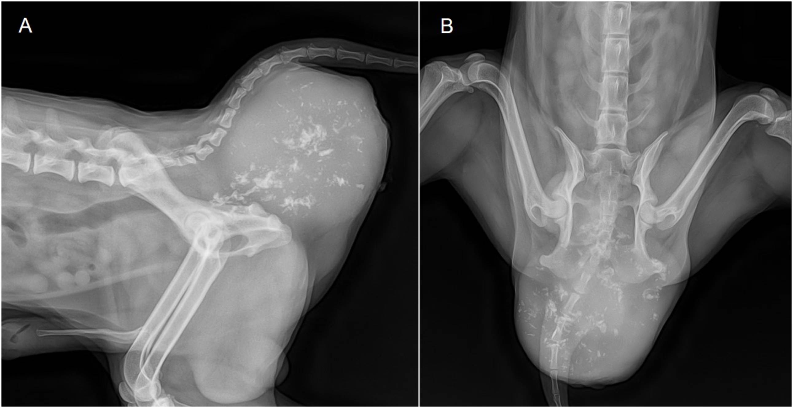 J Vet Clin 2025;42(1) Fig.1 (A,B)