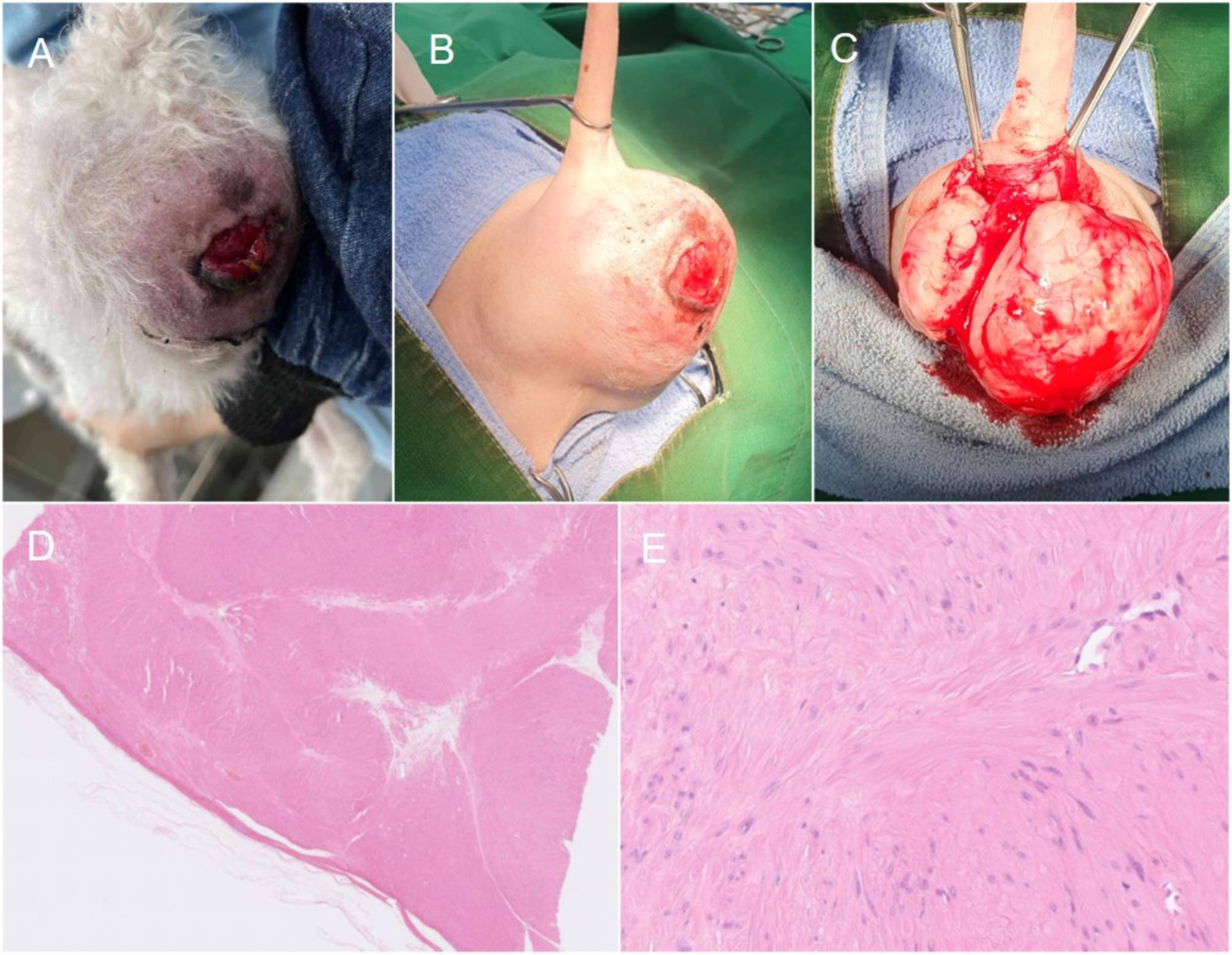 J Vet Clin 2025;42(1) Fig.3 (D,E)