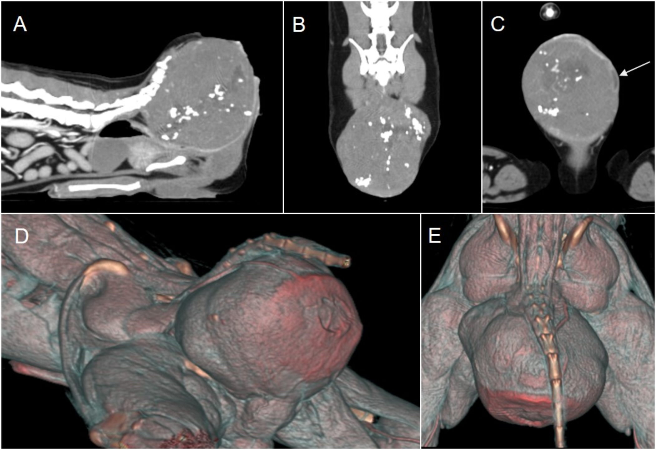 J Vet Clin 2025;42(1) Fig.2 (A-E)